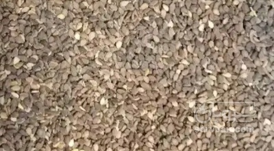 فروش کنجد روغن گیری