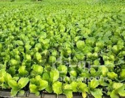 فروش انواع نشاء صیفیجات