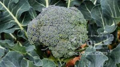 فروش کلم بروکلی