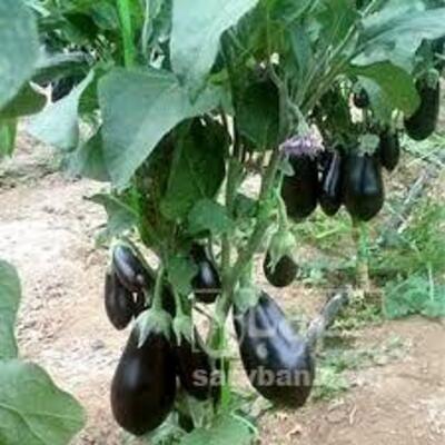 فروش بادمجان