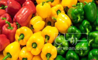 فروش فلفل دلمه ای