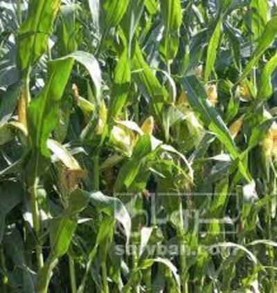 فروش ذرت علوفه ای