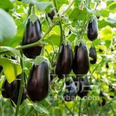 فروش بادمجان