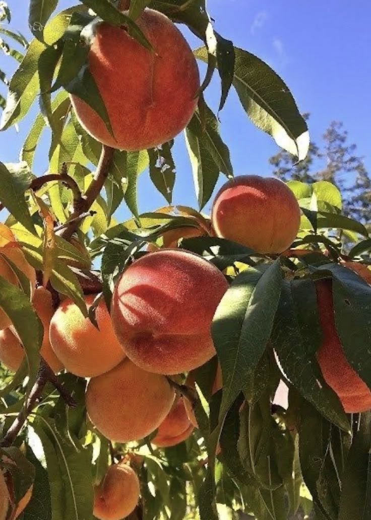 فروش هلوپیشرفت