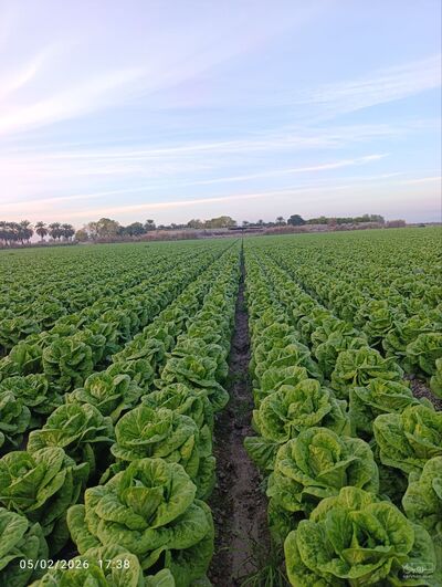 فروش کاهو ایرانی - رومانو