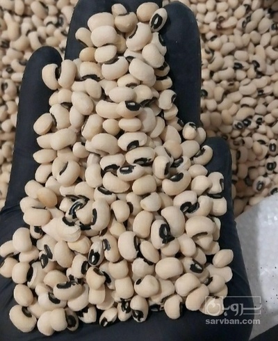 فروش لوبیا چشم بلبلی