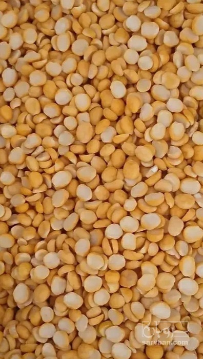 فروش نخود کفتری - لپه