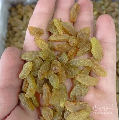 فروش کشمش سبز