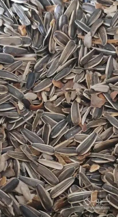 فروش تخمه آفتابگردان بود داده