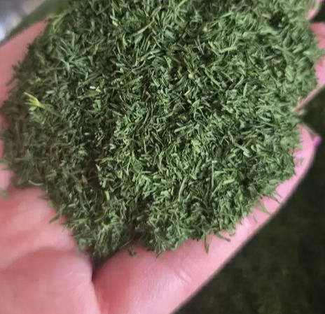 فروش شوید خشک (گیاه‌ دارویی)