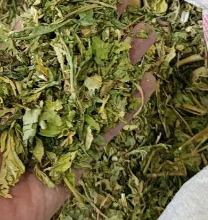 فروش  جعفری خشک  (گیاه‌ دارویی)