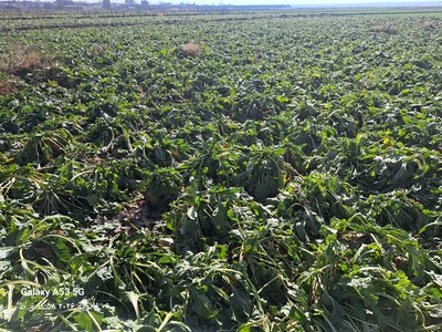 فروش چغندر قند