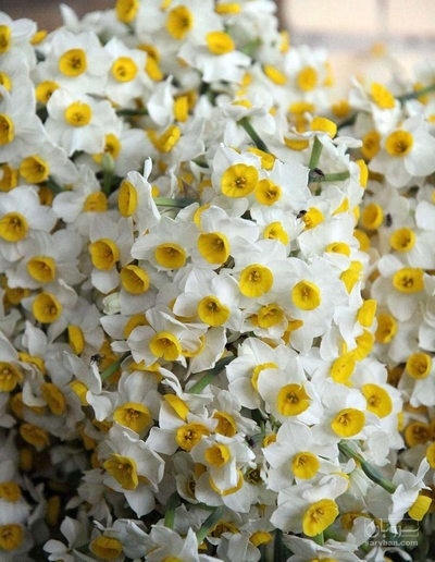 فروش گل نرگس (گیاه‌ دارویی)