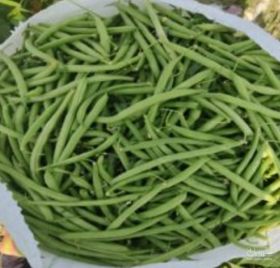 فروش لوبیا سبز