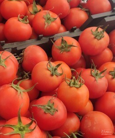 فروش گوجه فرنگی