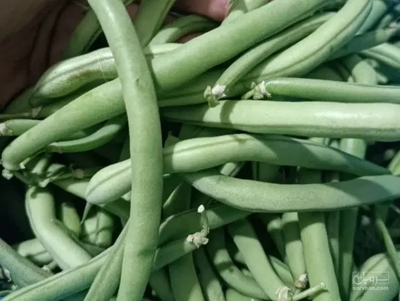 فروش لوبیا سبز