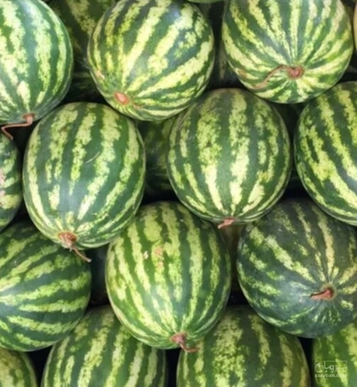 فروش هندوانه