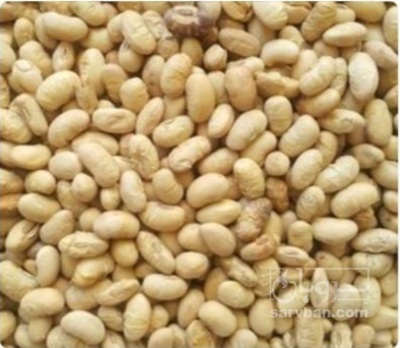 فروش سویا