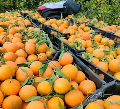 فروش پرتقال