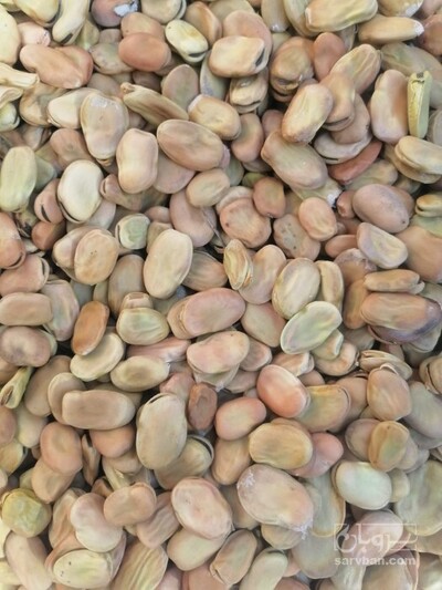 فروش پاچ باقلا - پاچه باقالی