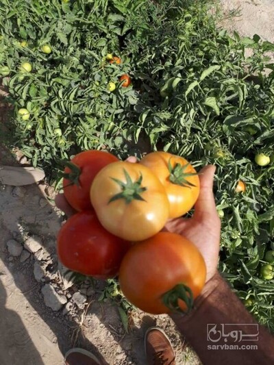 فروش گوجه فرنگی