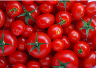 فروش گوجه فرنگی