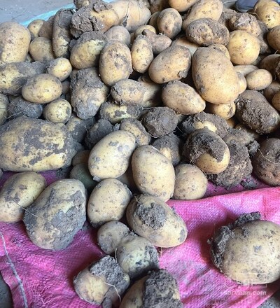 فروش سیب زمینی