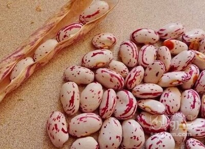 فروش لوبیا چیتی