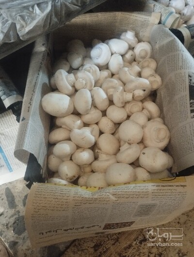فروش قارچ دکمه ای