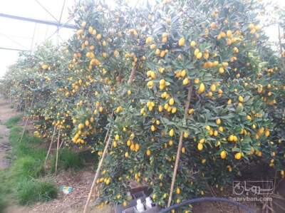 فروش لایمکوات