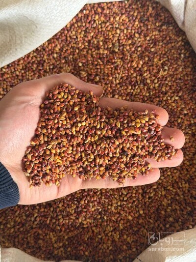 فروشتخم جارو