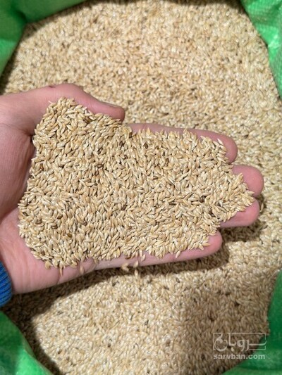 فروش  تخم کتان