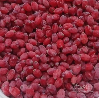 فروش زرشک زیر تالاری