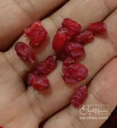 فروش زرشک پفکی