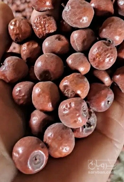 فروش عناب