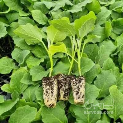 فروش نشا گوجه فرنگی