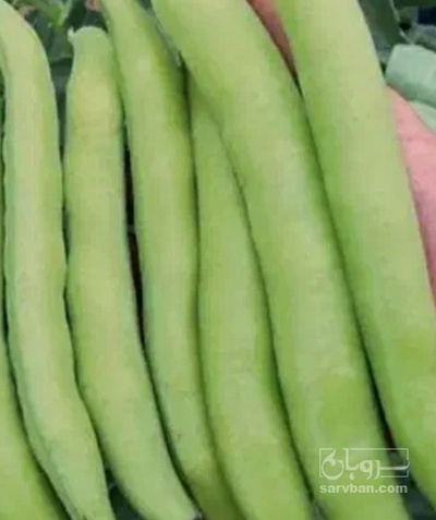 فروش باقلا تازه - باقالی - باقالا