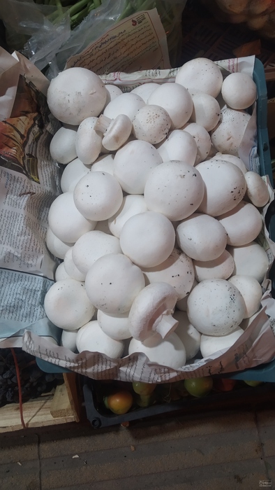 فروش قارچ دکمه ای