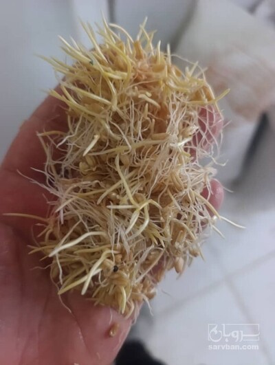فروش جوانه گندم