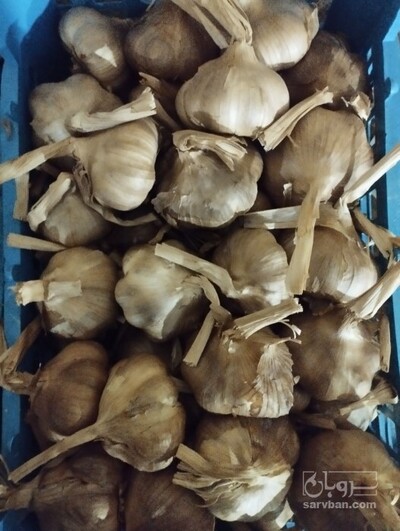 فروش سیر
