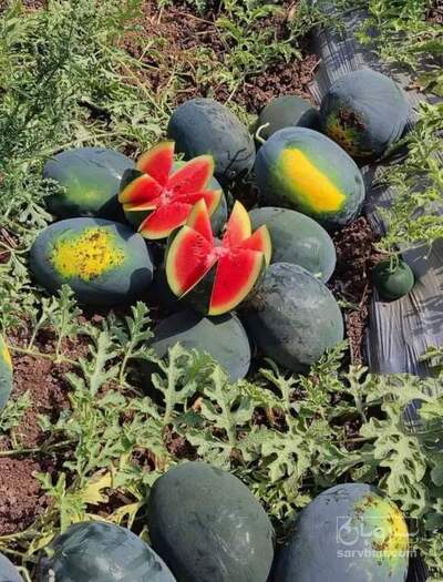 فروش هندوانه