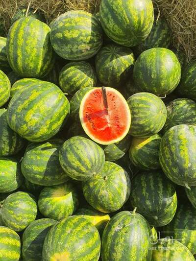 فروش هندوانه خطی