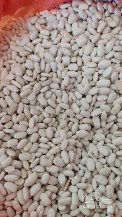 فروش لوبیا سفید