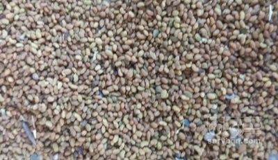 فروش بذر یونجه