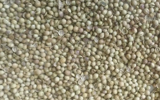 فروش تخم گشنیز (گیاه‌ دارویی)