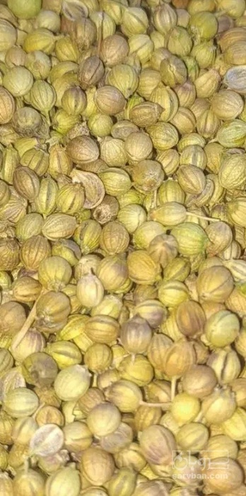 فروش تخم گشنیز (گیاه‌ دارویی)