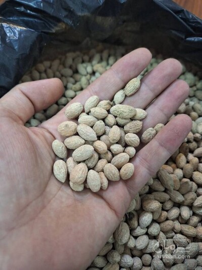 فروش هسته زیتون