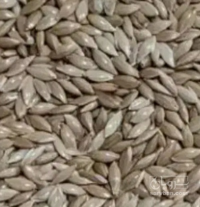 فروش کتان (گیاه الیافی)