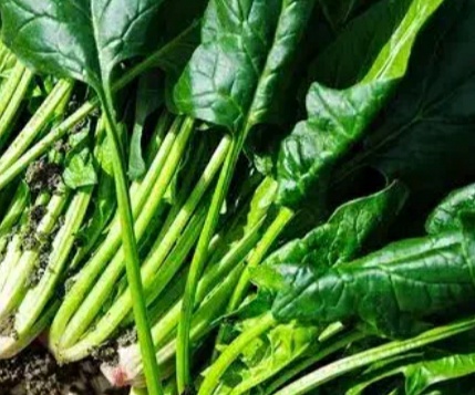 فروش اسفناج