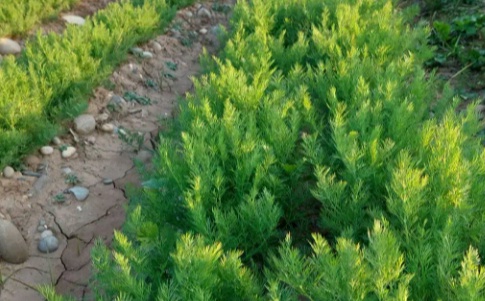 فروش شوید تازه